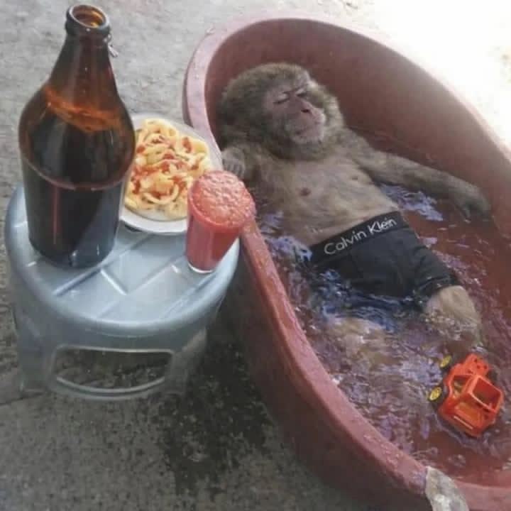 chilling monkey